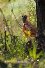 Male common pheasant (Phasianus colchicus) in spring morning light