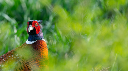 Male common pheasant (Phasianus colchicus) in spring morning light