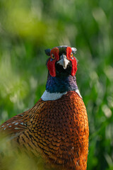Male common pheasant (Phasianus colchicus) in spring morning light