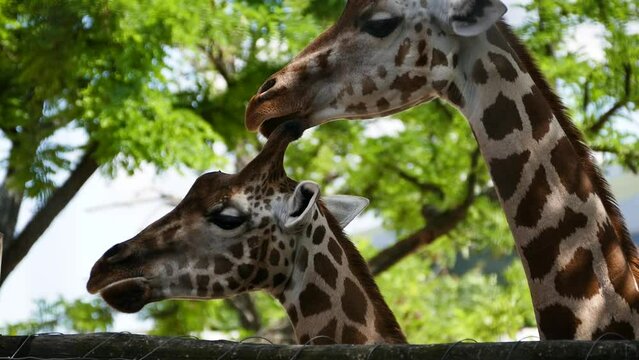 Rothschild's giraffes (Giraffa camelopardalis rothschildi) in captivity