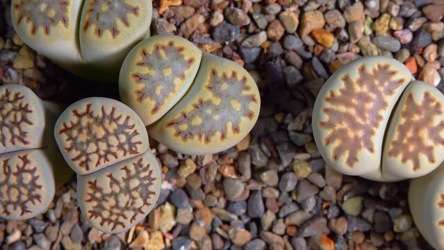 Mesembs (Lithops julii) South African plant from Namibia in the botanical collection of supersucculent plants