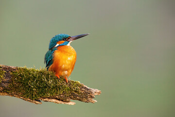 Common kingfisher, alcedo atthis, with vivid feathers sitting on a branch covered in green moss. Little bird with a long beak resting on a perch with copy space.