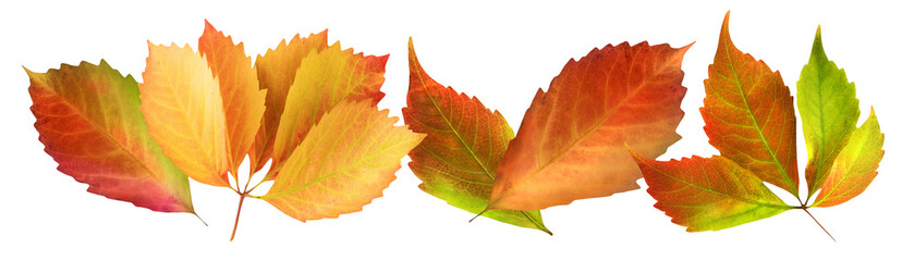 Bunte Dekoration im Herbst mit Blättern    Hintergrund transparent