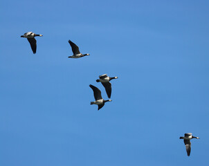 Barnacle goose