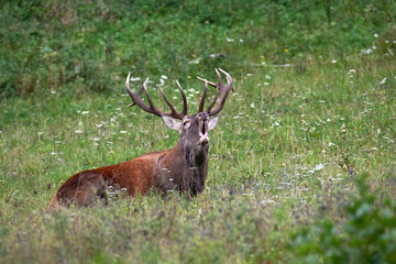 Naklejka na ściany i meble Red deer, cervus elaphus, stag with large antlers lying down on a meadow and roaring in rutting season. Animal wildlife calling. Wild mammal making loud sound to mark territory.