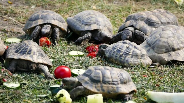 Various tortoises including Greek tortoise (Testudo graeca) and Hermann's tortoise (Testudo hermanni) eating tomatoes and cucumber