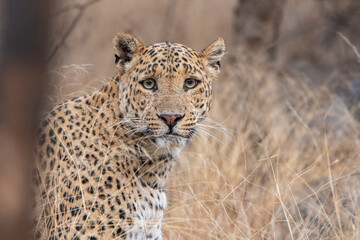 The Indian leopard is a leopard subspecies widely distributed on the Indian subcontinent. 