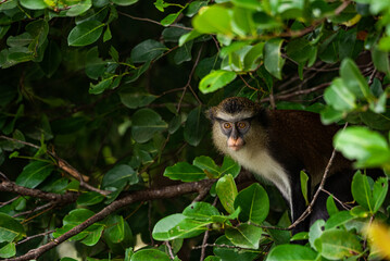 A mona monkey playing in a tropical rainforest in Nigeria