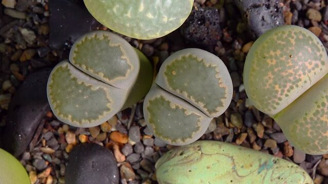 Mesembs (Lithops salicola) South African plant from Namibia in the botanical collection of supersucculent plants