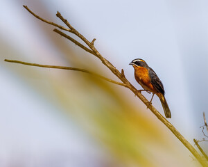 A small songbird sunbathing perched on a tree branch on a sunny winter morning