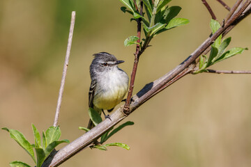 A tiny songbird sunbathing perched on a tree branch on a sunny winter morning