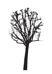 Obraz premium tree silhouette isolated on white