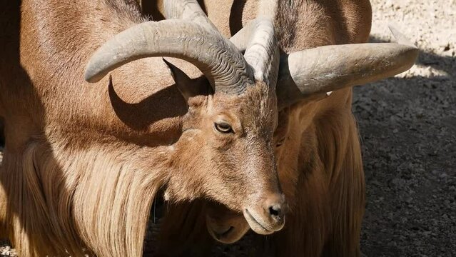 Barbary sheep (Ammotragus lervia) males are having a duel in captivity, close-up