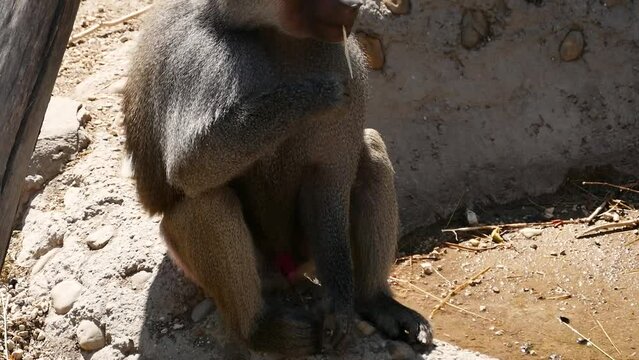 Hamadryas baboon (Papio hamadryas) male in captivity, looking for food
