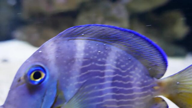 Atlantic blue tang (Acanthurus coeruleus) swimming up close