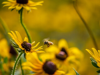 Western honey bee in garden