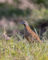 The barred buttonquail or common bustard-quail is a buttonquail, one of a small family of birds which resemble, but are unrelated to, the true quails. 