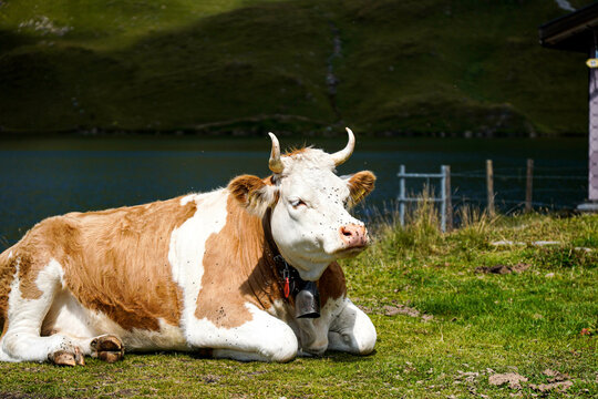 Vaca con moscas en la cara descansando en un prado verde en un valle de Suiza