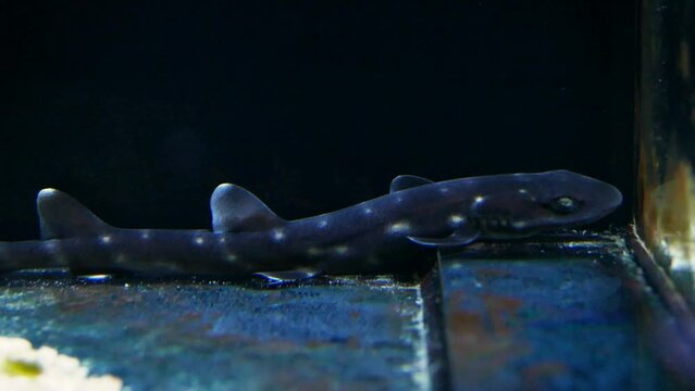 Brownbanded bamboo shark (Chiloscyllium punctatum) pup in a nursery aquarium