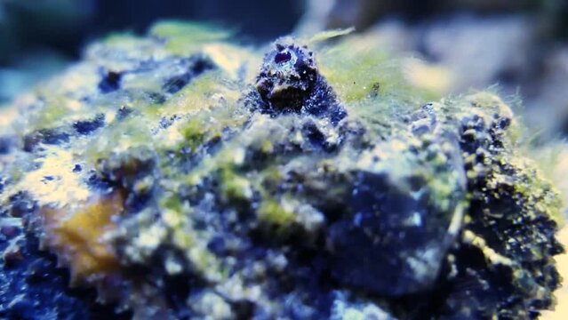 Reef stonefish (Synanceia verrucosa), close-up