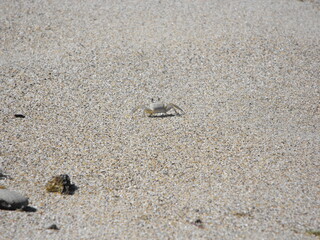Fototapeta na wymiar Atlantic Ghost Crab on Maria's Beach Rincon, Puerto Rico