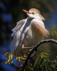 Cattle Egret