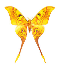 Actias groenendaeli acutapex (male)
Butterfly. Entomology In White Background