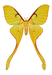 Actias maenas diana (female)
Butterfly. Entomology In White Background