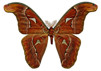 Attacus inopinatus (male).
Butterfly. Entomology In White Background