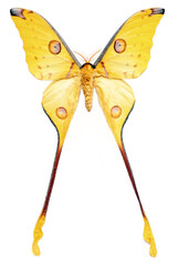 Actias mittrei (male).
Butterfly. Entomology In White Background
