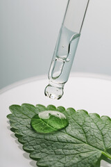 Pipette with Gel cosmetic drop on green leaf in petri dish on grey background