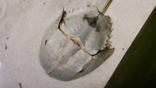 Atlantic horseshoe crab (Limulus polyphemus) in captivity