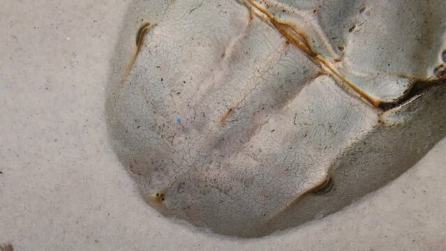 Atlantic horseshoe crab (Limulus polyphemus) in the sand, close-up
