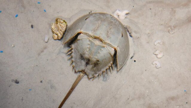 Atlantic horseshoe crab (Limulus polyphemus) moving through sand