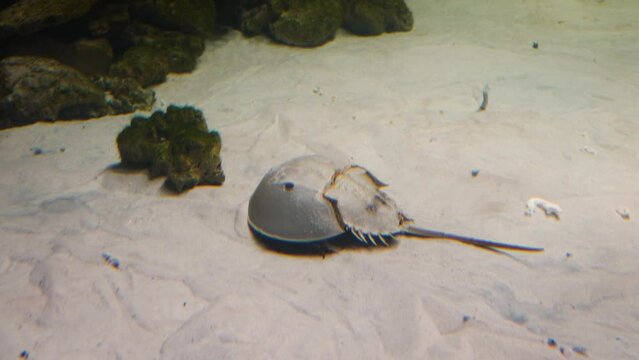 Atlantic horseshoe crab (Limulus polyphemus) moving through sand with fish around