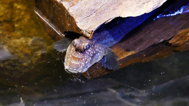 Atlantic mudskipper (Periophthalmus barbarus)