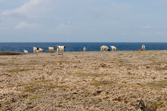 Ziegen im Shete Boka Nationalpark Curacao
