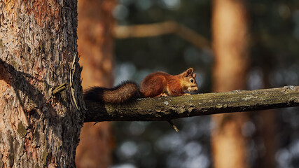 Portrait of a small red forest squirrel on a tree branch.