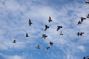 A flock of flying doves in the sky. A photo
