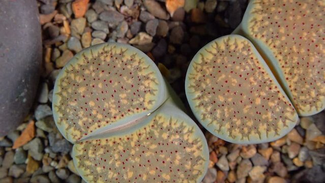 Mesembs (Lithops verruculosa) South African plant from Namibia in the botanical collection of supersucculent plants