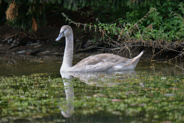 Jeune cygne