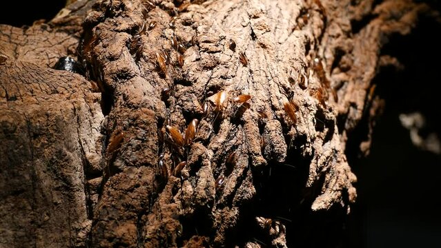 American cockroaches (Periplaneta americana) on a fallen log