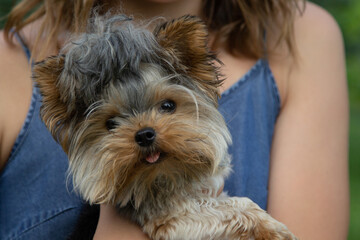 mini yorkshire terrier sits in the hands of the hostess, the girl holds a cute puppy, muzzle...