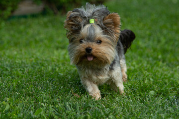Cute mini yorkshire terrier on a green lawn