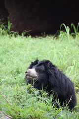 Indian bear is taking rest on grass field