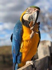 blue and gold macaw