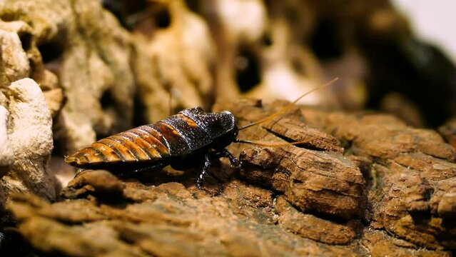 Madagascar hissing cockroach (Gromphadorhina portentosa) on a log