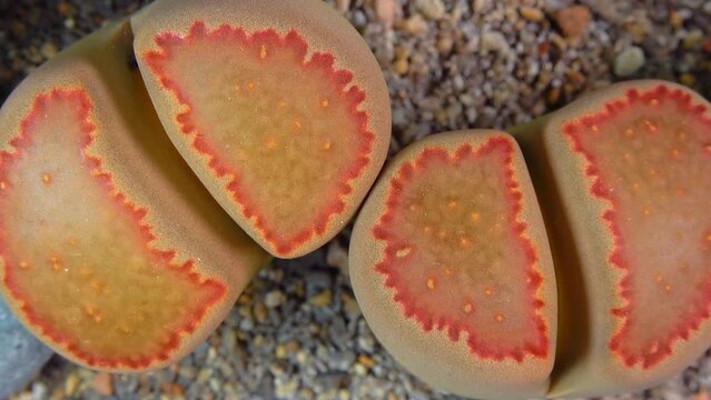 Mesembs (Lithops  julii ssp. fulleri v. rouxii) South African plant from Namibia in the botanical collection of supersucculent plants