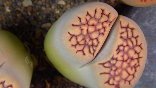 Mesembs (Lithops julii ssp. fulleri v. fulleri) South African plant from Namibia in the botanical collection of supersucculent plants