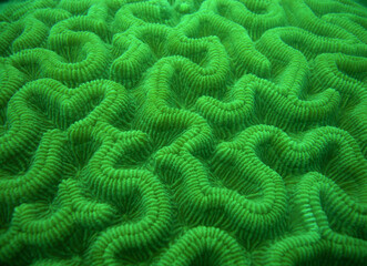 underwater scene , coral reef , caribbean sea , Venezuela